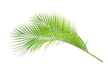 Beyaz arkaplanda izole edilmiş yeşil palmiye yaprakları