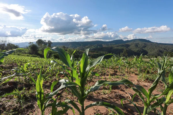 Corn Field Sky Beautiful Clouds Maize Seedling Agricultural Garden Blue — Stock Photo, Image