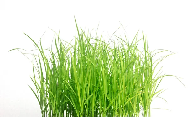 Mudas Arroz Isoladas Fundo Branco Green Grass Border Isolado Fundo — Fotografia de Stock