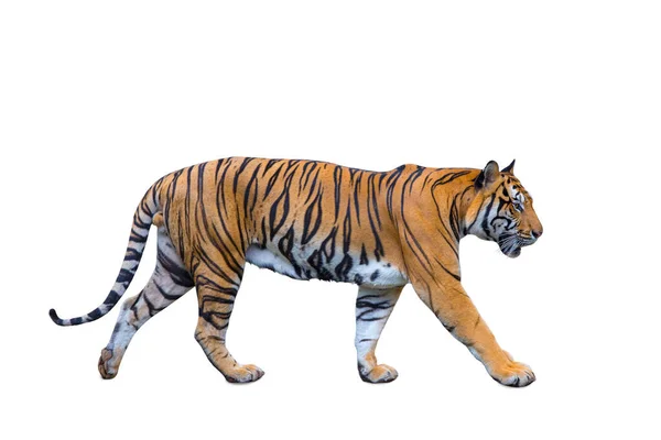 Royal Tiger Corbetti Isolated White Background Clipping Path Included Tiger — Stock Photo, Image