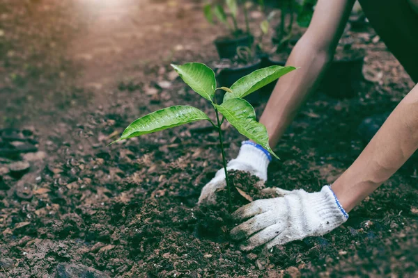 Planting a tree. Close-up on young man planting the tree while working in the garden. Soil Planting and Seeding concept.