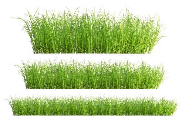 Mudas Arroz Isoladas Fundo Branco Green Grass Border Isolado Fundo — Fotografia de Stock