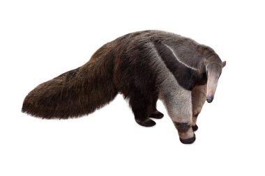 Beyaz Arkaplan 'da dev karıncayiyen izole edildi. Karınca yiyen, Brezilyalı şirin bir hayvan. Dev Karıncayiyen, Myrmecophaga tridactyla, uzun kuyruklu hayvan uzun burunlu, vahşi yaşam sahnesi.