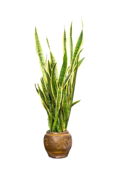 Planta Tropical Sansevieria Trifasciata Também Conhecida Como Língua Sogra Planta — Fotografia de Stock