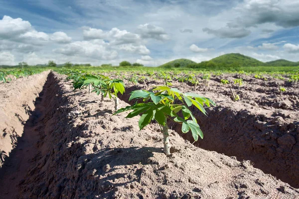 Tapioka Fält Naturlig Bakgrund Odla Kassava Säsong För Plantering Kassava — Stockfoto