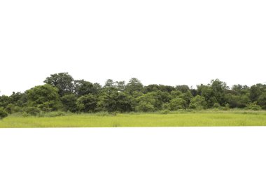 Ağaç grubu. Beyaz arkaplanda yeşil ağaç çizgisi izole edildi.