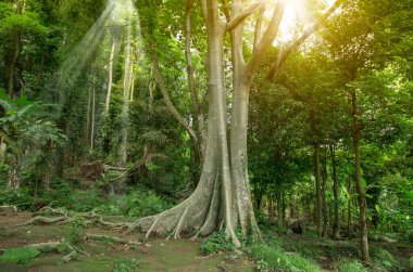  Orman sabah sisli güneşte, ağaçlar sisli bir ışıkta. Yapraklarla çerçevelenmiş taze yeşil yaprak ağaçlarından oluşan manzaralı bir orman. Güneş, sıcak ışınlarını yeşilliklere saçıyor.