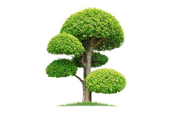 Tako Bäume Bending Isolated Baum Auf Weißem Hintergrund — Stockfoto