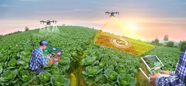 Panorama tarım dronu lahana tarlasına gübre sıkmak için uçar. Akıllı çiftçi araştırma analizi, arazi tarama teknolojisi, akıllı teknoloji konsepti gibi çeşitli alanlar için drone kullanır.. 
