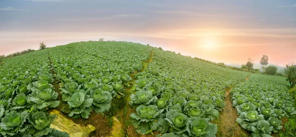 Kålfält Solnedgångsljus Vackert Levande Jordbruksfält Landsbygden Landskap Resor Thailand Gård — Stockfoto