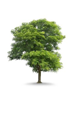 Beyaz arka planda izole ağaçlar. Tayland 'ın kuzeydoğusundaki tropik ağaç tasarım, reklam ve mimarlık için kullanılır.