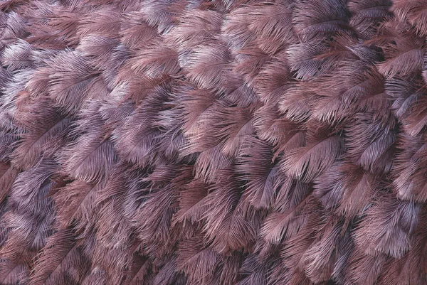 Viele Straußenfedern Nahaufnahme Der Braunen Grauen Und Beigen Federn Eines — Stockfoto