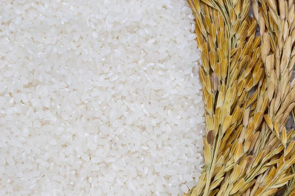 Rice used for sushi. Short Grain Sushi Koshihikari Rice. High resolution.  rice grains healthy food on white background