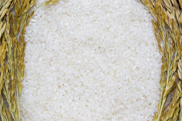 Rice used for sushi. Short Grain Sushi Koshihikari Rice. High resolution.  rice grains healthy food on white background