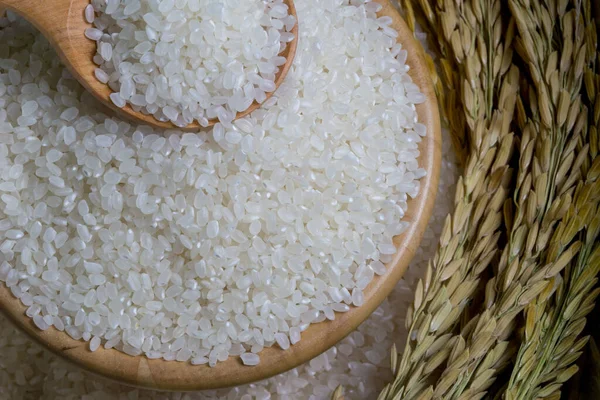 Rice used for sushi. Short Grain Sushi Koshihikari Rice. High resolution.  rice grains healthy food on white background