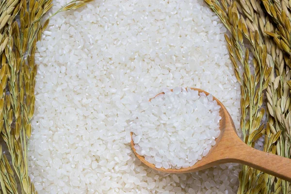 Rice used for sushi. Short Grain Sushi Koshihikari Rice. High resolution.  rice grains healthy food on white background