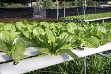 Hidrofonikler, organik taze sebzeler, taze sebze arayan çiftçiler. Organik hidrofonik ile çalışan çiftçiler. Yeşil salata yetişiyor