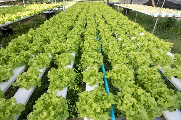 Hidroponia Legumes Frescos Colhidos Orgânicos Agricultores Que Procuram Legumes Frescos — Fotografia de Stock