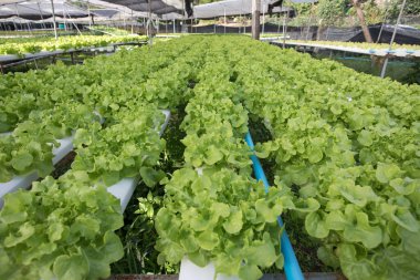 Hidrofonikler, organik taze sebzeler, taze sebze arayan çiftçiler. Organik hidrofonik ile çalışan çiftçiler. Yeşil salata yetişiyor