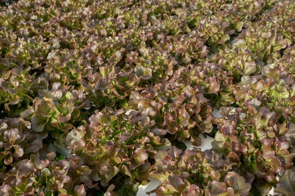 Hydrocultuur Biologische Verse Geoogste Groenten Landbouwers Zoek Naar Verse Groenten — Stockfoto