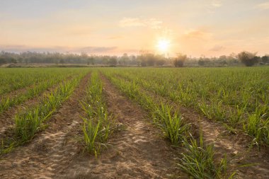 Gün batımında şeker kamışı tarlası. Şeker kamışı, Poaceae ailesinin bir otudur. Tatlıdır ve sağlık için iyidir. Malezya 'da Tebu olarak bilinir.