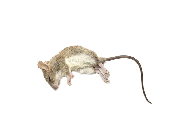 死老鼠 在白色背景下被分离出来 老鼠是病原体的携带者 所以想办法消灭老鼠 — 图库照片