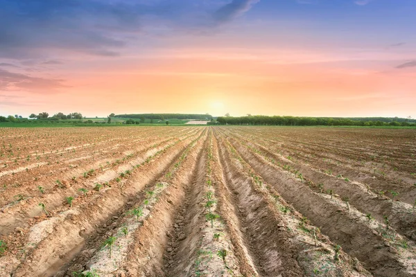 Reihe Von Maniok Baum Feld Maniok Wächst Junge Triebe Wachsen — Stockfoto