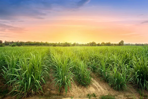 Zuckerrohrfeld Bei Sonnenuntergang Zuckerrohr Ist Ein Gras Aus Der Familie — Stockfoto