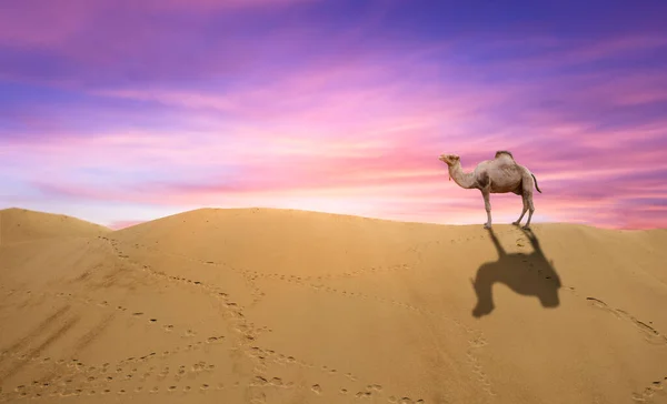Καμήλα Στέκεται Στην Κορυφή Του Αμμόλοφου — Φωτογραφία Αρχείου