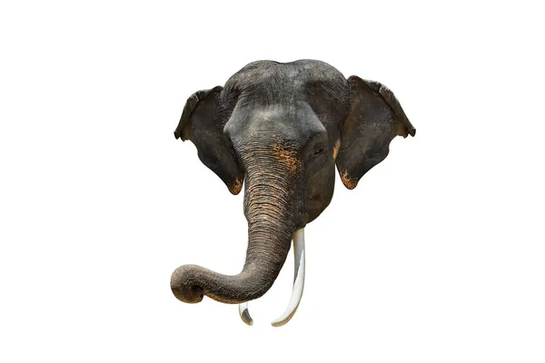 Cabeça Elefante Ásia Elefante Fundo Branco Isolado — Fotografia de Stock