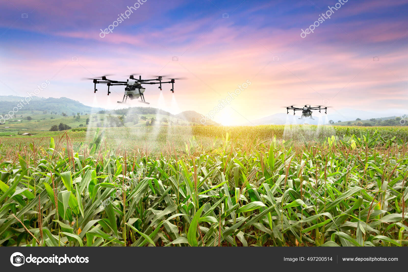 Drone Agricultura Vuela Para Rociar Fertilizante Los Campos Maiz Dulce Foto de stock 497200514 ganchaonan1 gmail