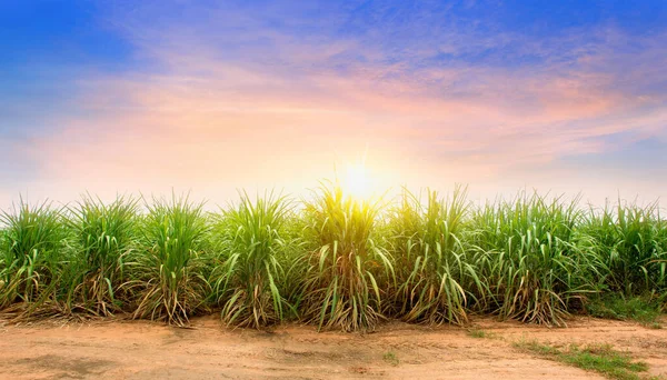 Sockerrörsfält Vid Solnedgången Sockerrör Ett Gräs Familjen Poaceae Det Smakar — Stockfoto