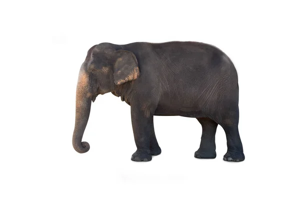 清迈的大象 泰国象园 孤立的白色背景下的亚洲象 — 图库照片