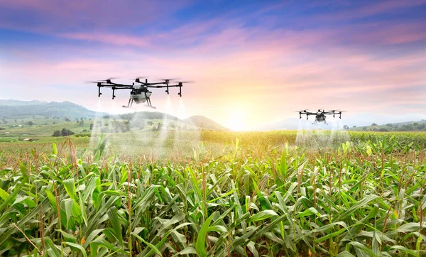 Agriculture drone fly to sprayed fertilizer on the sweet corn fields. smart farmer use drone for various fields like research analysis, terrain scanning technology, smart technology concept.