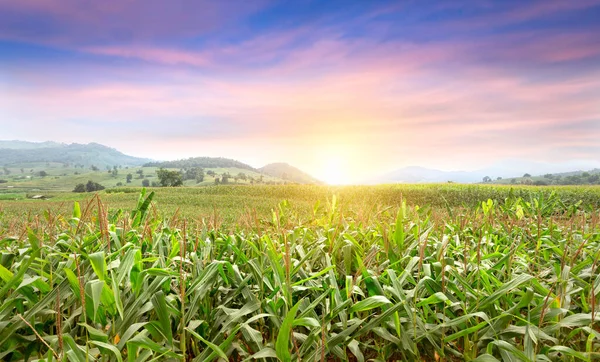 日落时 田里长着嫩绿的玉米 年轻的玉米植物 玉米生长在农田 玉米地 乡村环境中美丽多彩的落日风景 — 图库照片