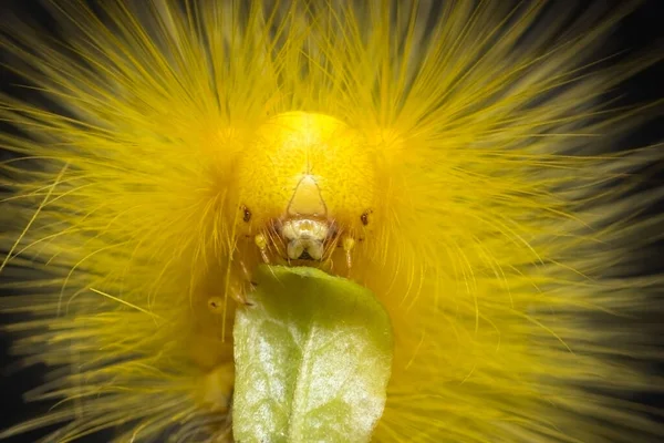 Chenille Ver Forme Ver Avec Des Poils Jaunes Sur Fond — Photo