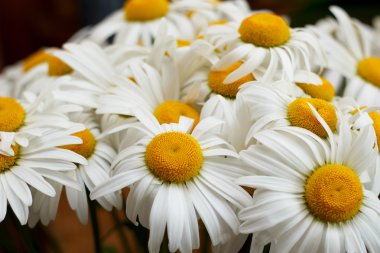 birçok papatya çiçeği