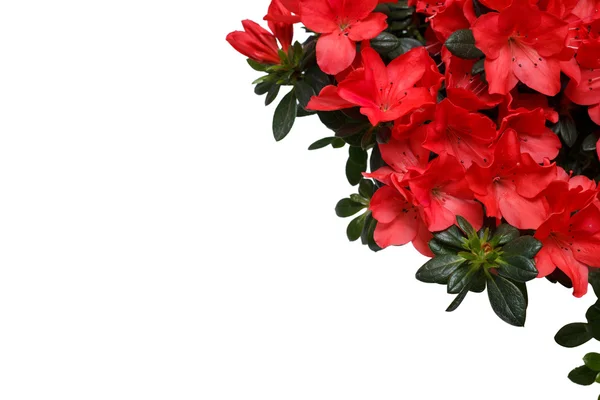 Красный цветок Азалии на белом фоне с свободным местом для текста — стоковое фото