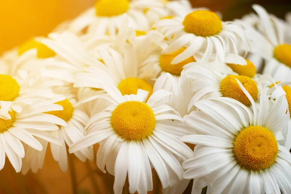 Flowers white daisies illuminated by sunlight. Close-up — Stock Photo, Image
