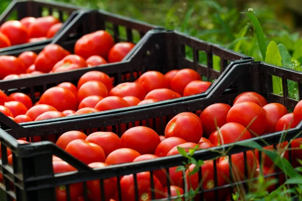 Friska tomater — Stockfoto