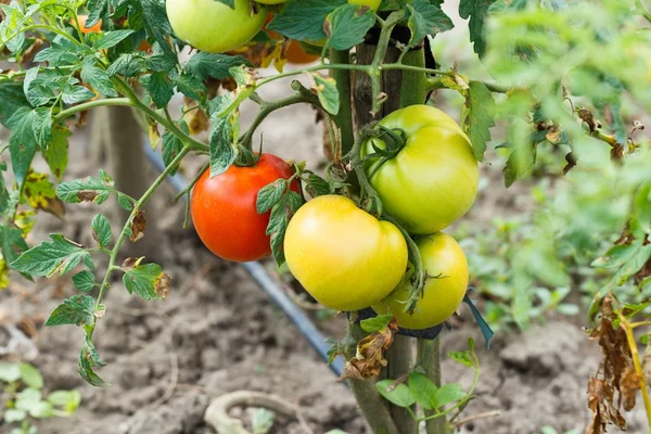 Healthy Tomato Culture — Stock Photo, Image
