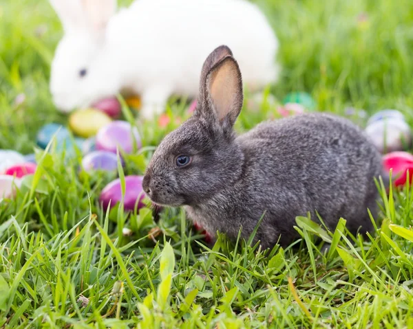 Easter Bunnies — Stock Photo, Image