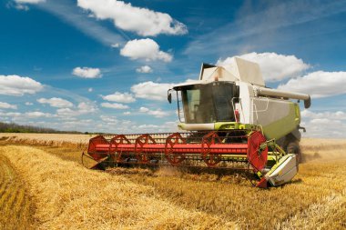 Buğday hasadını birleştirerek olgunlaşmış buğday toplar. Tarım imajı