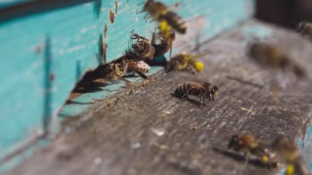 Çalışan arıların, pençelerindeki kovanlara çiçek poleni taşırkenki yakın görüntüsü. Bal arıcılık ürünüdür. Arı balı güzel sarı bal peteklerinde toplanır. — Stok video