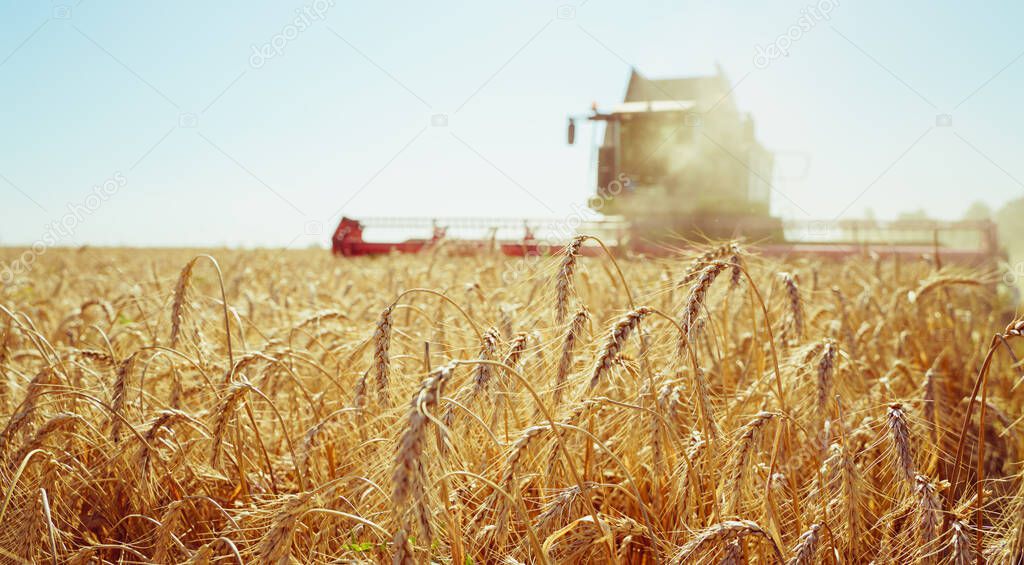 Combine harvester harvests ripe wheat. Ripe ears of gold field on the sunset cloudy orange sky background. . Concept of a rich harvest. Agriculture image
