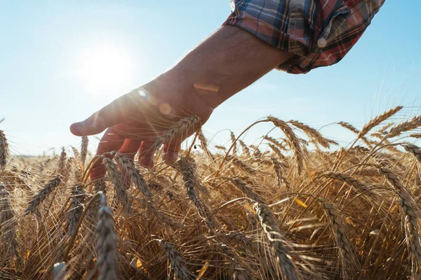 Wheat sprouts in a farmers hand.Farmer Walking Through Field Checking Wheat Crop