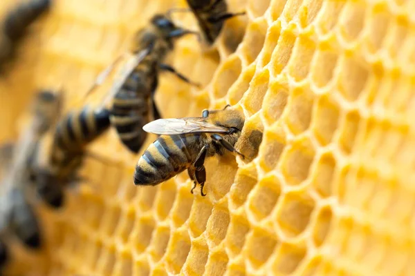 Macro foto de abejas que trabajan en panales. Imagen apicultura y producción de miel —  Fotos de Stock