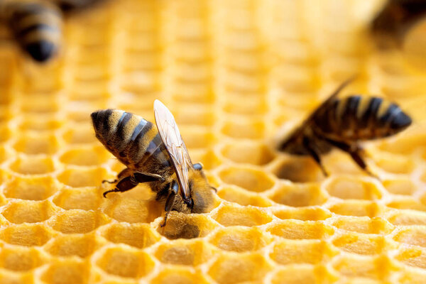 Macro photo of working bees on honeycombs. Beekeeping and honey production image