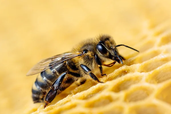 Makroaufnahme von Arbeitsbienen auf Waben. Image der Imkerei und Honigproduktion — Stockfoto