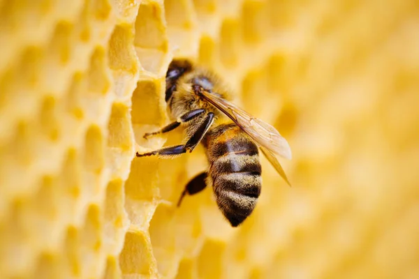 Macro foto van werkbijen op honingraten. imago van bijenteelt en honingproductie — Stockfoto